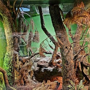 Reptilandia Reptile Lagoon - Timber Rattlesnake Exhibit