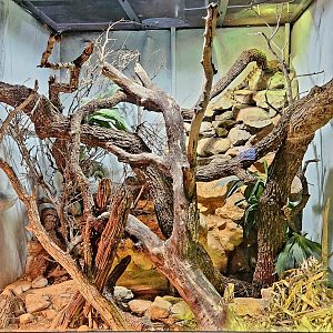 Reptilandia Reptile Lagoon - Rio Fuerte Beaded Lizard Exhibit