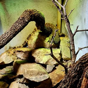 Rio Fuerte Beaded Lizard (Heloderma exasperatum)