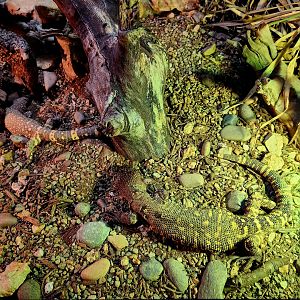 Rio Fuerte Beaded Lizards (Heloderma exasperatum)