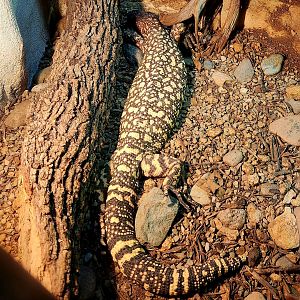 Rio Fuerte Beaded Lizard (Heloderma exasperatum)