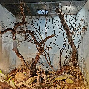 Reptilandia Reptile Lagoon - Taylor's Cantil Exhibit