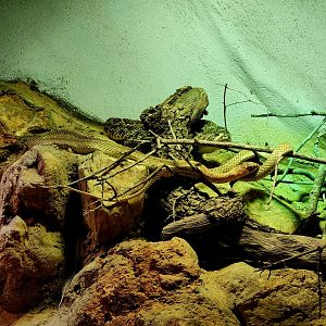 Western Diamondback Rattlesnake (Crotalus atrox) and Western Coachwhip (Masticophis flagellum testaceus)