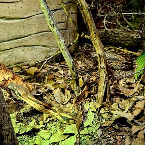 Dumeril's Boa (Acrantophis dumerili)