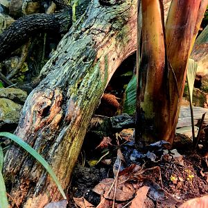 Moluccan Sailfin Lizard (Hydrosaurus amboinensis)