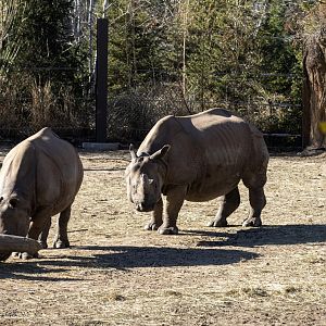 Greater One-horned Rhinoceroses