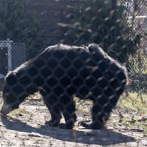 Sloth Bear
