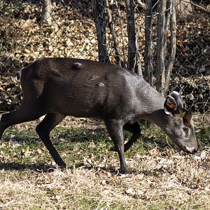 Tufted Deer