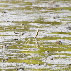 Bearded Mudskipper leaping