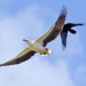 White-bellied Sea-Eagle chased by a Torresian Crow