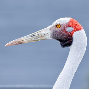 Brolga