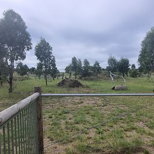 Future baboon enclosure