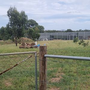 Future baboon enclosure