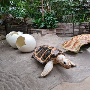 Oceanium - Sea turtle play area