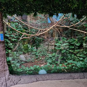 Oceanium - Cotton-top tamarin enclosure