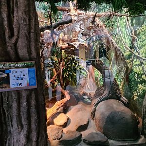 Oceanium - Lesser Antillean iguana enclosure