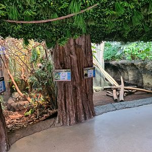 Oceanium - Mountain chicken and Green basilisk (left) and Cuban hutia (right) enclosures