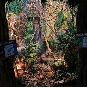 Oceanium - Mountain chicken and Green basilisk enclosure