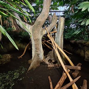 Oceanium - Cuban hutia enclosure