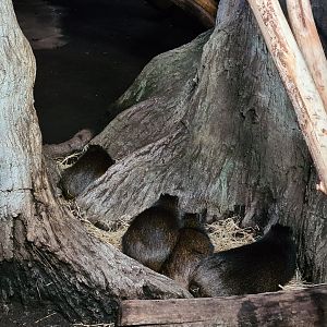 Oceanium - Cuban hutias