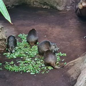 Oceanium - Cuban hutias
