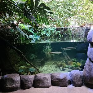 Oceanium - Forest creek aquarium