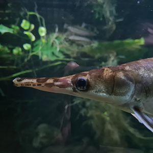 Oceanium - Spotted gar in Forest creek aquarium