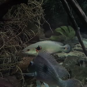 Oceanium - Spotted pike cichlid and Sven's eartheater in Forest creek aquarium