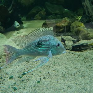 Oceanium - Sven's eartheater in Forest creek aquarium