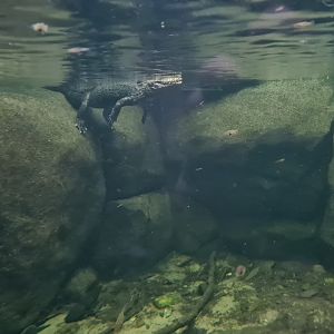 Oceanium - Cuvier's Dwarf caiman in Amazon aquarium