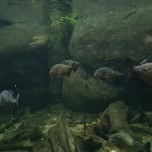 Oceanium - Red-bellied piranha in Amazon aquarium