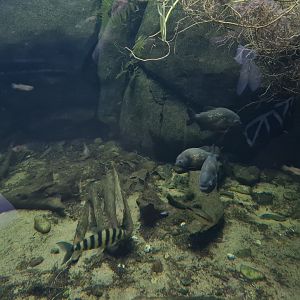 Oceanium - Red-bellied piranha and Banded leporinus in Amazon aquarium