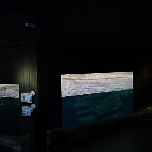 Oceanium - Falklands enclosure (King and Gentoo penguins)