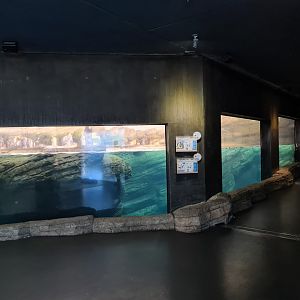 Oceanium - Falklands enclosure (King and Gentoo penguins)