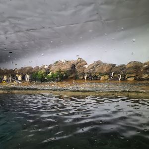 Oceanium - Falklands enclosure (King and Gentoo penguins)