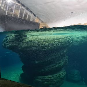 Oceanium - Falklands enclosure (King and Gentoo penguins)