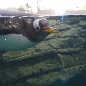Oceanium - Gentoo penguin