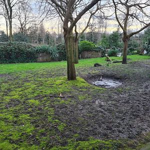 Oceanium - Galapagos giant tortoise outdoor enclosure