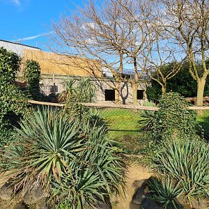 Oceanium - Galapagos giant tortoise outdoor enclosure