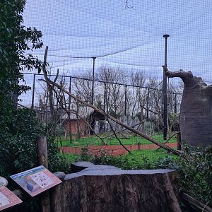 Oceanium - Madagascar aviary (Ring-tailed lemur and Helmeted guineafowl)