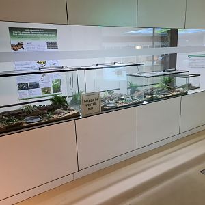 Oceanium - Banded fire salamander enclosures in Conservation centre