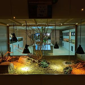 Oceanium - Egyptian tortoise enclosure in Conservation centre