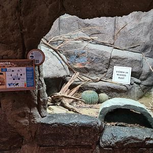 Oceanium - Gila monster enclosure in Conservation centre