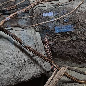 Oceanium - Gila monster in Conservation centre