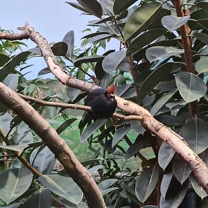 Oceanium - Crested Wood partridge in Conservation centre
