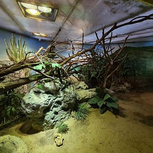 Oceanium - Lesser Antillean iguana enclosure in Conservation centre