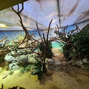 Oceanium - Lesser Antillean iguana enclosure in Conservation centre