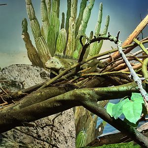 Oceanium - Lesser Antillean iguana in Conservation centre