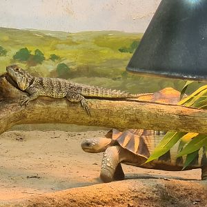 Oceanium - Ploughshare tortoise and Cuvier's Madagascar swift in Conservation centre
