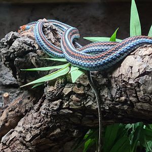 Oceanium - San Francisco garter snake in Conservation centre